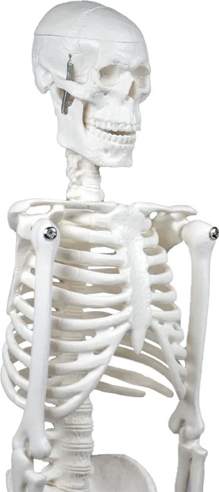 Temel Basic Skeleton Model 45 cm