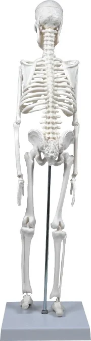Temel Basic Skeleton Model 45 cm