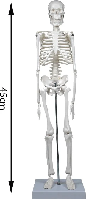 Temel Basic Skeleton Model 45 cm