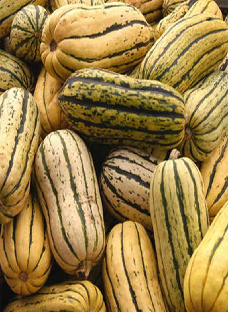 GGOOT 100Pcs/Bag Delicata Squash Seeds for Planting,Healthy Nutritious Special Sweet Dumpling Squash Delicata Seeds for Yard - Seeds - Image 3