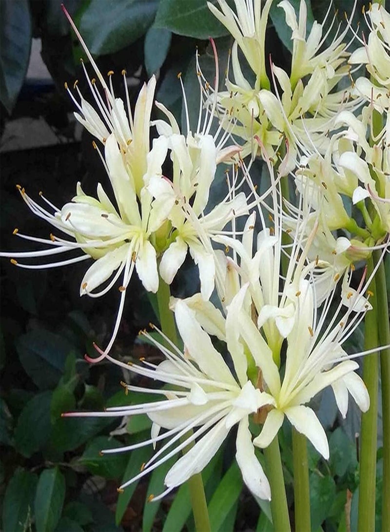 GGOOT 3pcs White Lycoris Seeds Lycoris Radiata Cut Flower Bouquet Vase Outdoor Living Ornamental Decoration Garden Flower Seeds for Planting Now - Image 1