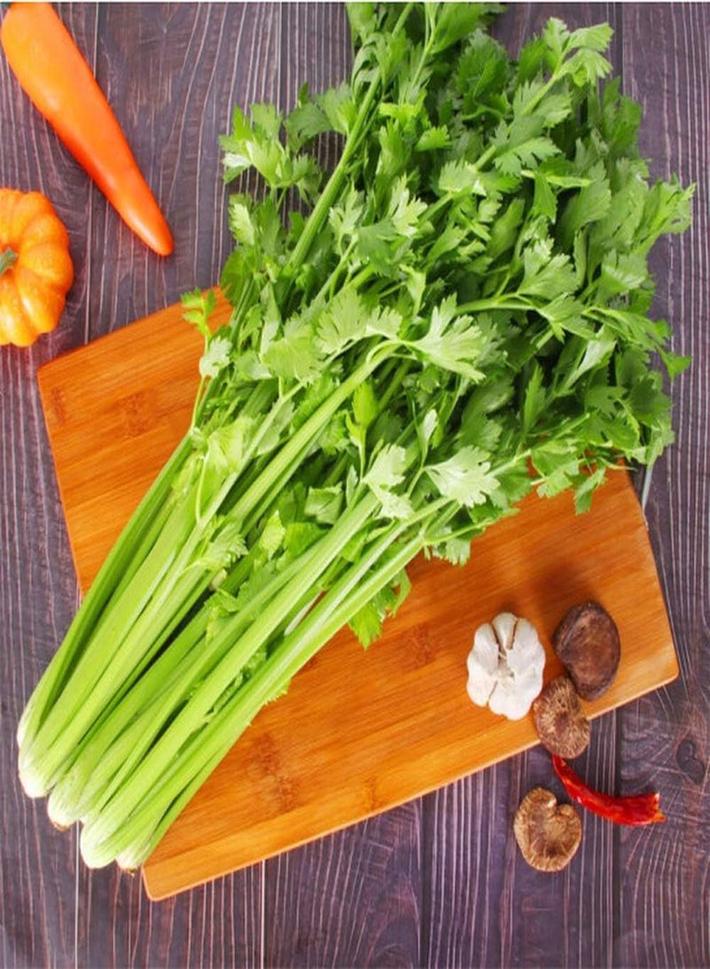 جي جوت 250 قطعة من بذور الكرفس للزراعة في الداخل والخارج لزراعة خضروات لذيذة ذات قيمة غذائية طازجة وبذور تراثية للزراعة في الحديقة والتراس والفناء - Image 2