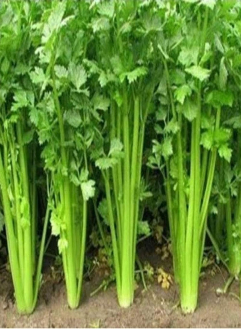 جي جوت 250 قطعة من بذور الكرفس للزراعة في الداخل والخارج لزراعة خضروات لذيذة ذات قيمة غذائية طازجة وبذور تراثية للزراعة في الحديقة والتراس والفناء - Image 1