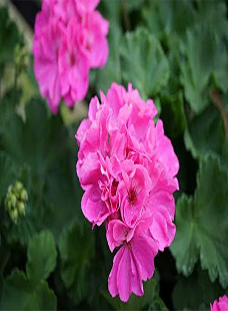 GGOOT seeds Fresh 25Pcs Geranium Perennial Pelargonium Peltatum Flower Seeds for Planting Magenta Pink