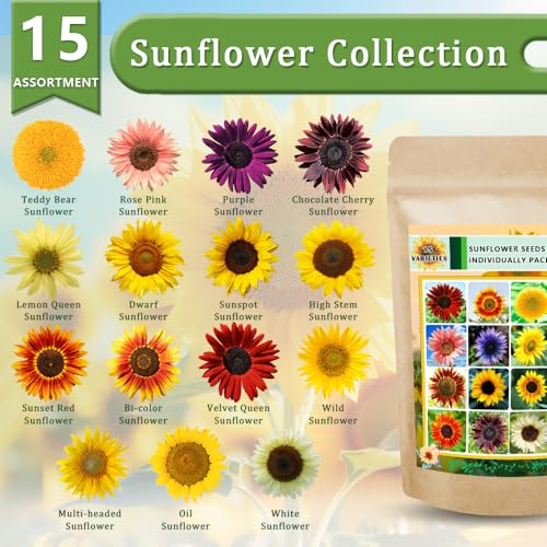 Ficoszo 1000+ Sunflower Seeds for Planting Heirloom Non-GMO, Bulk Package of 15 Varieties Mix Seeds, Individually Packaged, Attracts Pollinators (Helianthus annuus) - Image 2