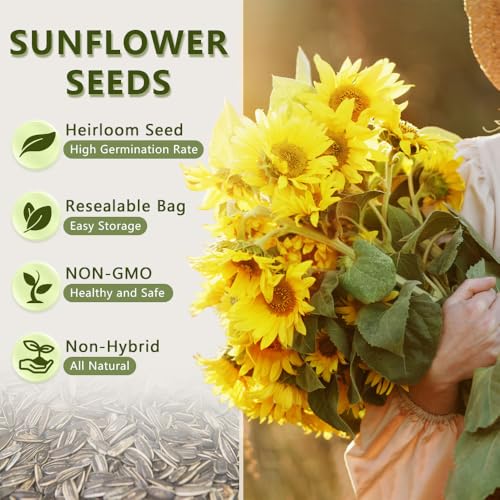 Ficoszo 1000+ Sunflower Seeds for Planting Heirloom Non-GMO, Bulk Package of 15 Varieties Mix Seeds, Individually Packaged, Attracts Pollinators (Helianthus annuus) - Image 3