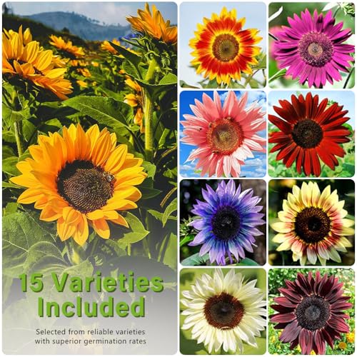 Ficoszo 1000+ Sunflower Seeds for Planting Heirloom Non-GMO, Bulk Package of 15 Varieties Mix Seeds, Individually Packaged, Attracts Pollinators (Helianthus annuus) - Image 4