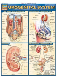 Urogenital System  - Image 1