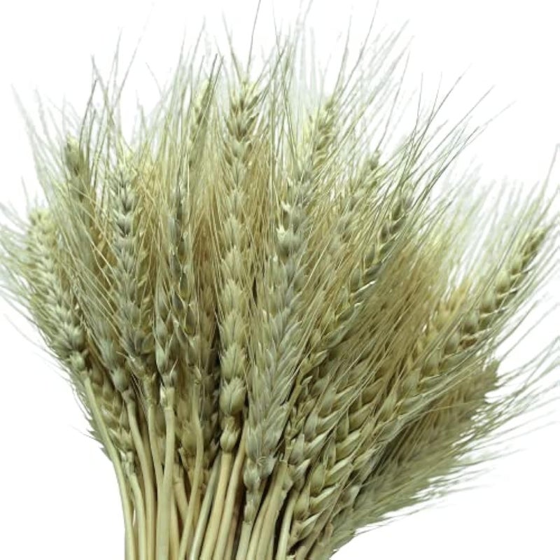 Fancy Dried Wheat Flowers Sheaves Dry Wheat Grass Bouquet preseved Grass Bundle Naturel everlating Flowers Home Kitchen Church Table Wedding Wreath Decoration (25, Natural)