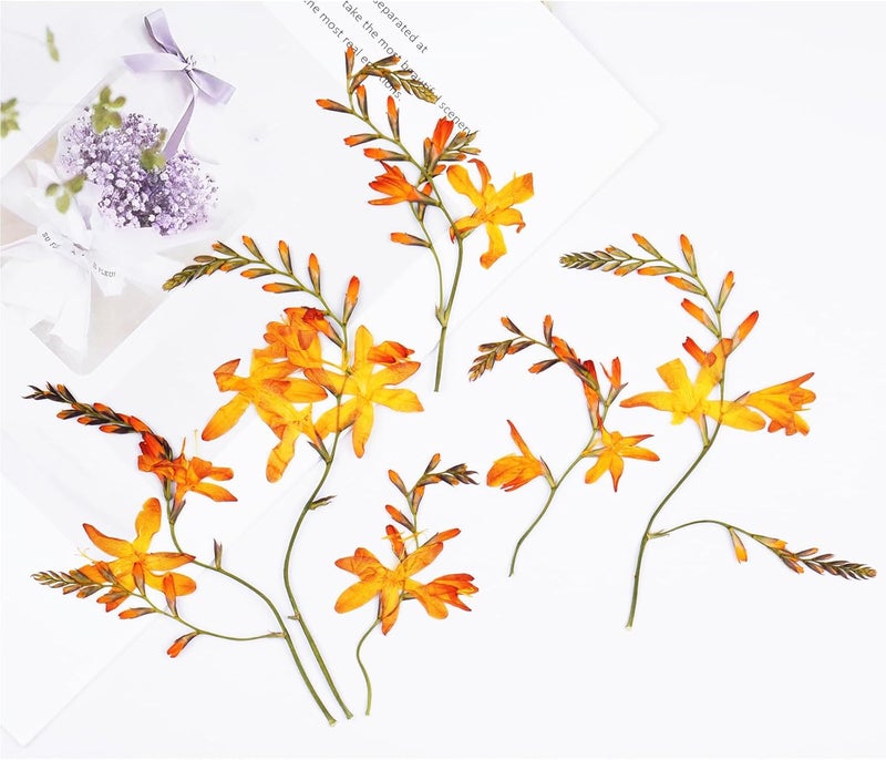 Xinxinran 24Pcs Large Fall Dried Pressed Flowers for Crafts, Orange Dry Flowers Kit for Resin Molds,Epoxy Resin Accessories,Bookmark,Candle Making Supplies,Soap,Frame(Renanthera coccinea Lour) - Image 1