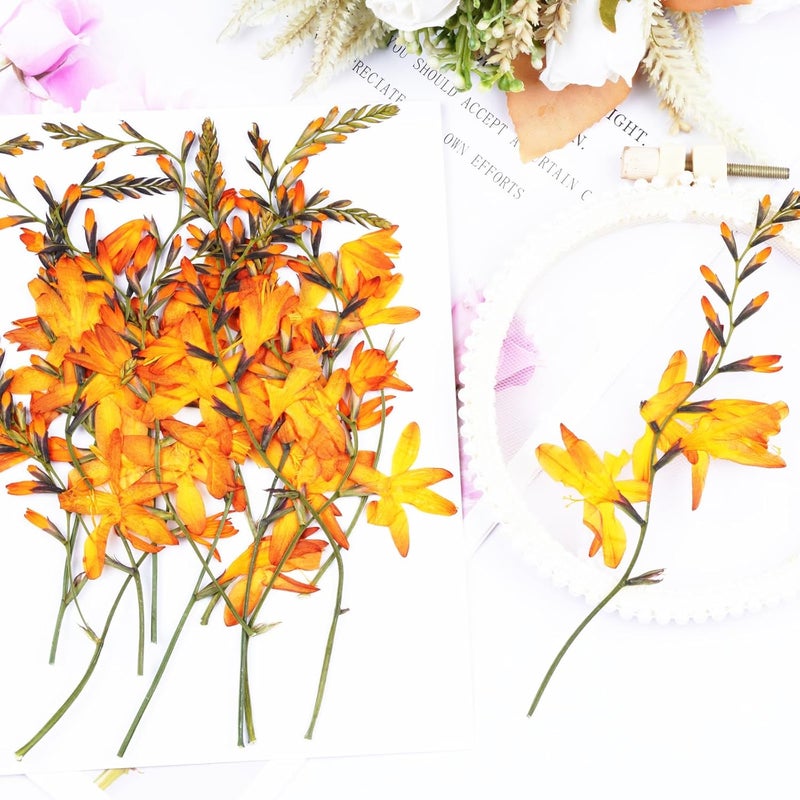 Xinxinran 24Pcs Large Fall Dried Pressed Flowers for Crafts, Orange Dry Flowers Kit for Resin Molds,Epoxy Resin Accessories,Bookmark,Candle Making Supplies,Soap,Frame(Renanthera coccinea Lour) - Image 4