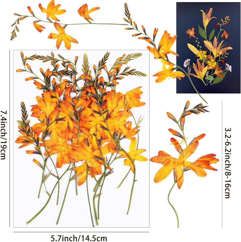 Xinxinran 24Pcs Large Fall Dried Pressed Flowers for Crafts, Orange Dry Flowers Kit for Resin Molds,Epoxy Resin Accessories,Bookmark,Candle Making Supplies,Soap,Frame(Renanthera coccinea Lour) - Image 2