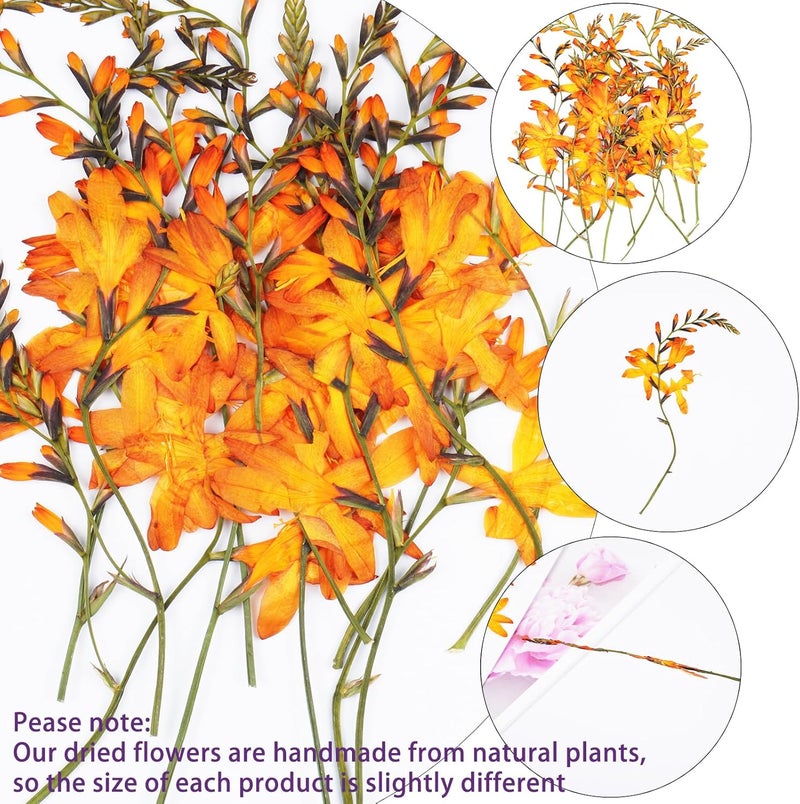 Xinxinran 24Pcs Large Fall Dried Pressed Flowers for Crafts, Orange Dry Flowers Kit for Resin Molds,Epoxy Resin Accessories,Bookmark,Candle Making Supplies,Soap,Frame(Renanthera coccinea Lour) - Image 3