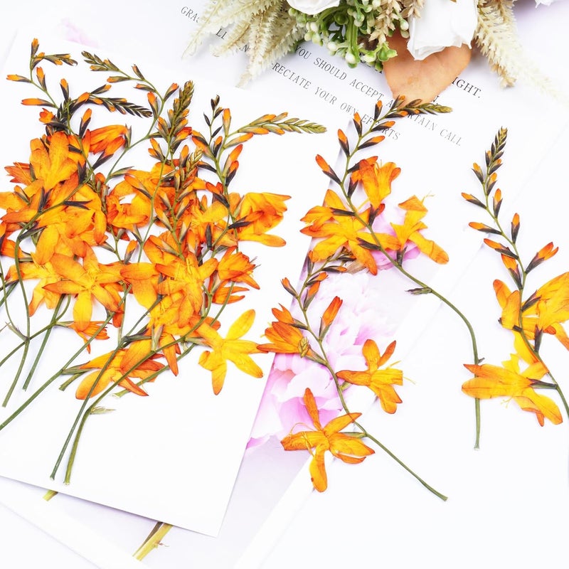 Xinxinran 24Pcs Large Fall Dried Pressed Flowers for Crafts, Orange Dry Flowers Kit for Resin Molds,Epoxy Resin Accessories,Bookmark,Candle Making Supplies,Soap,Frame(Renanthera coccinea Lour) - Image 5
