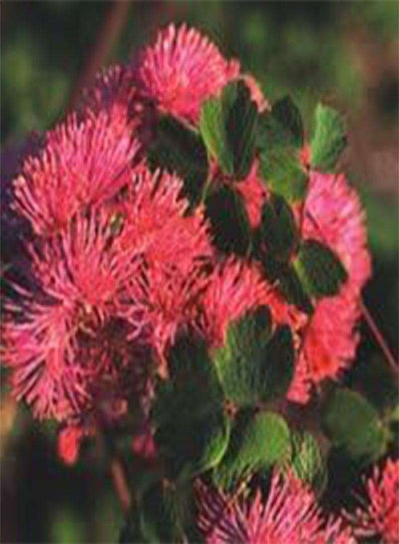 GGOOT Seeds - Thalictrum Aquilegiifolium Seeds - Image 2