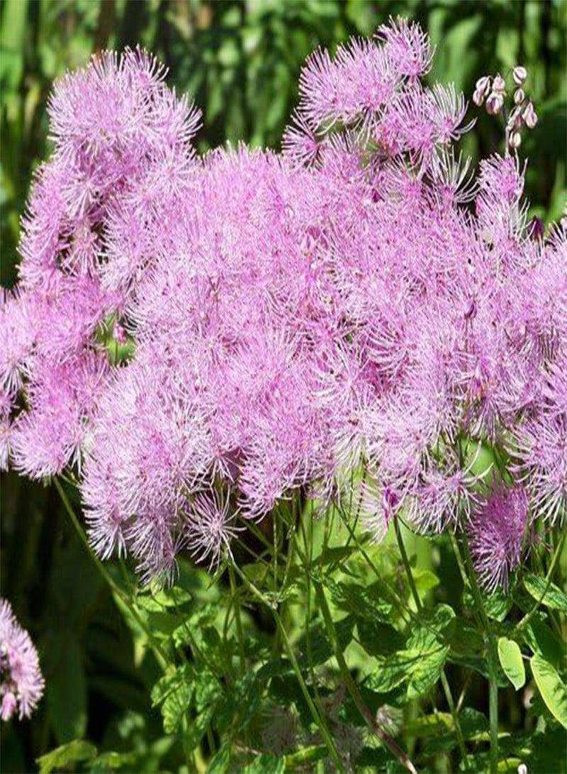 GGOOT Seeds - Thalictrum Aquilegiifolium Seeds - Image 1