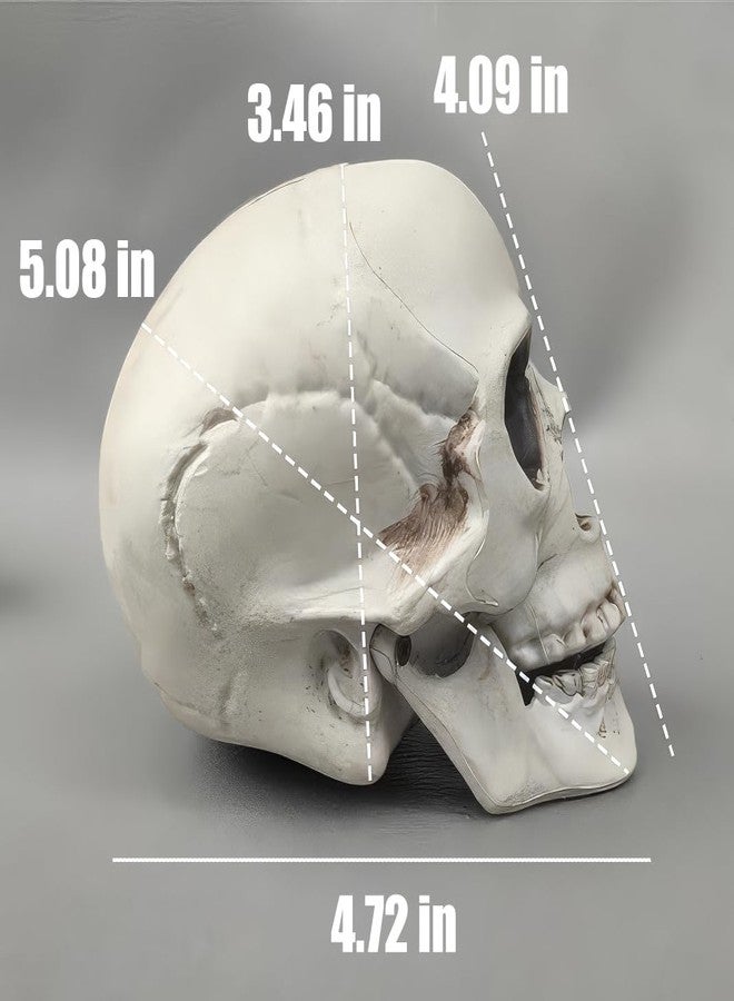 CUNHUYSmall Skulls Halloween Decor, 5 Inch Plastic Fake Skeletons, Mini Skulls for Crafts Outdoor Halloween Decorations, Realistic Miniature Human Skull Heads (8) - Image 5