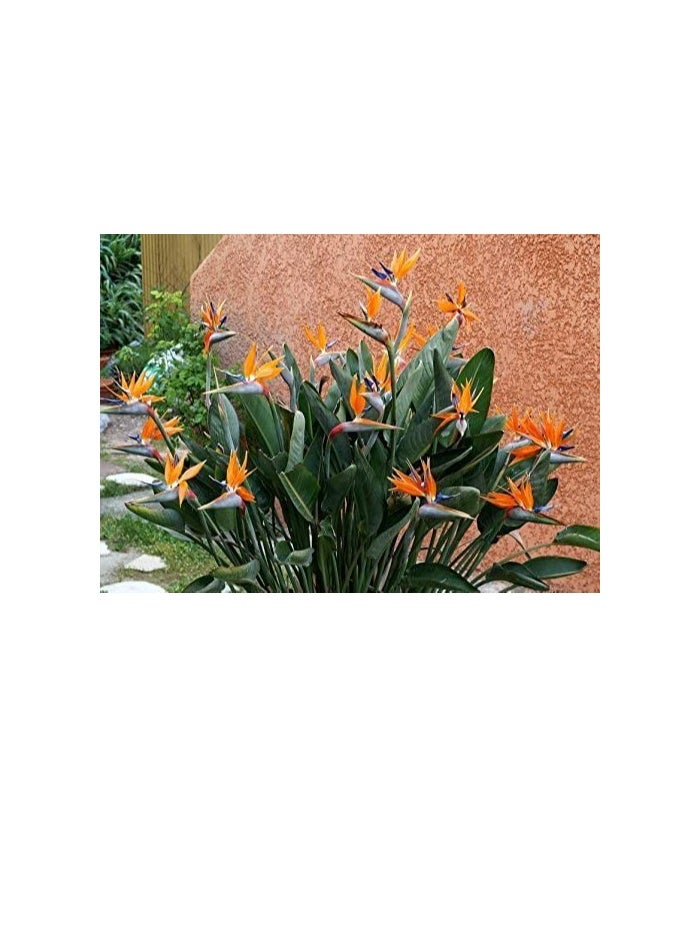 ماركة غير محددة 30 بذور طائر الجنة ، بذور زهرة Strelitzia Reginae MOUYOU كرين المزهر  - Image 3