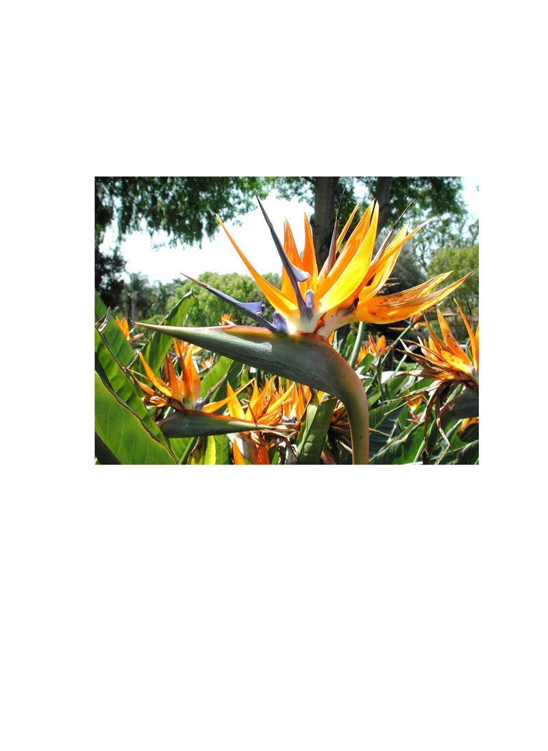 ماركة غير محددة 30 بذور طائر الجنة ، بذور زهرة Strelitzia Reginae MOUYOU كرين المزهر  - Image 1