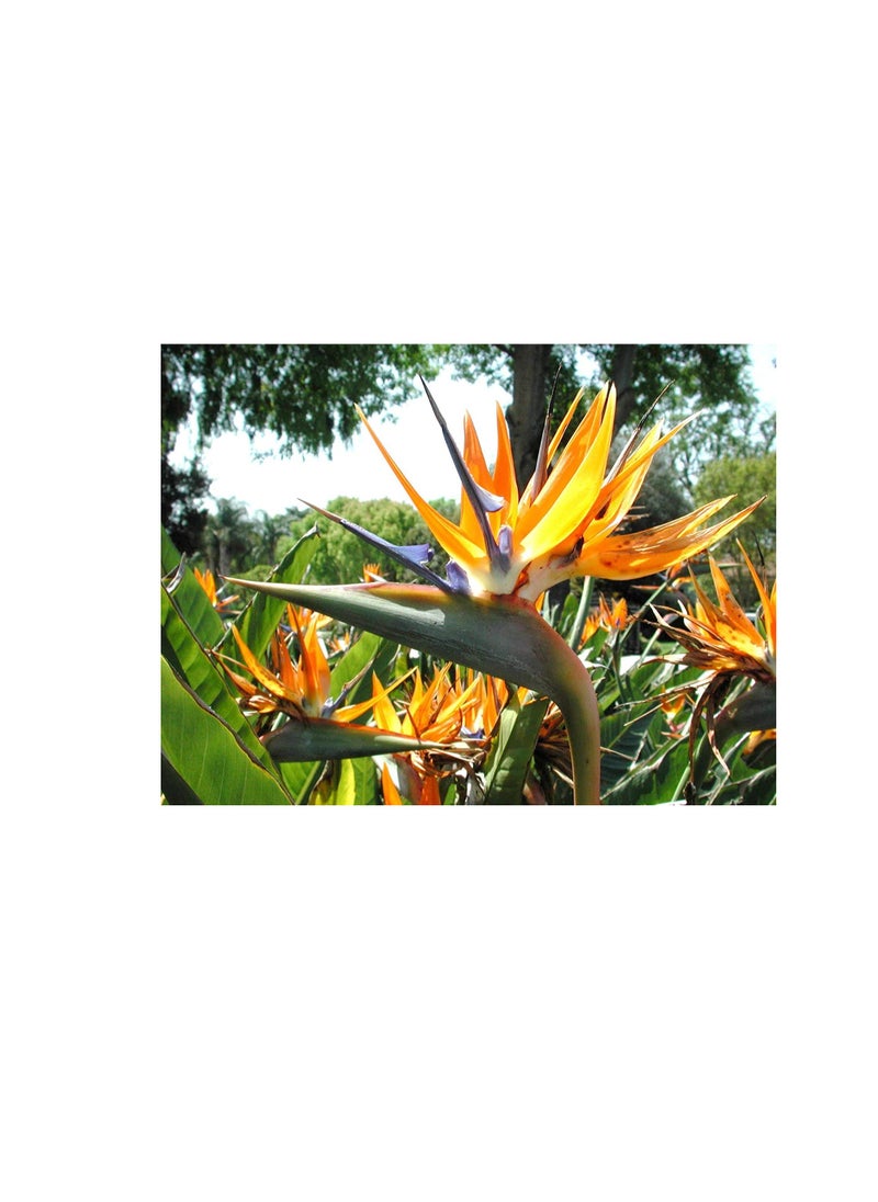 ماركة غير محددة 30 بذور طائر الجنة ، بذور زهرة Strelitzia Reginae MOUYOU كرين المزهر  - Image 2