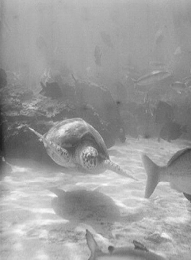 بوستيرازي ملصق مطبوع من Posterazzi USA Florida Marineland لمشهد تحت الماء، (24 × 36) - Image 2