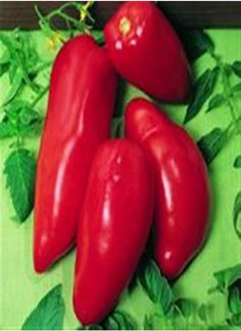 GGOOT OPALKA Polish Heritage Heirloom Bright RED Paste Cooking Tomato 20 Organic Seeds Certified  Organic Grower 