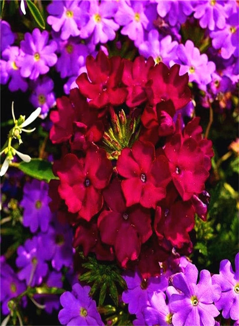 GGOOT Verbena Seeds Value Pack-Outdoor Seeds UK Can Blossom in Large Numbers Home Garden Collection Gift Seeds - Image 2