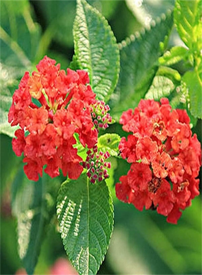 GGOOT Verbena Seeds Value Pack-Outdoor Seeds UK Can Blossom in Large Numbers Home Garden Collection Gift Seeds - Image 1