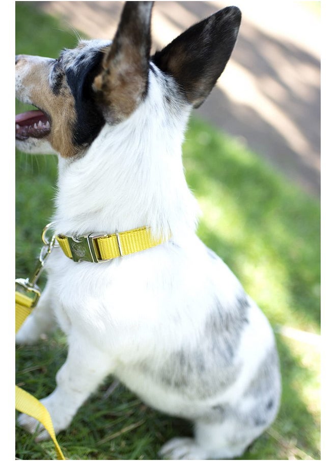 Country Brook Design - Country Brook Petz Premium Nylon Dog Collar with Metal Buckle for Small Medium Large Breeds - Vibrant 30+ Color Selection (Small, 3/4 Inch, Gold) - Image 1