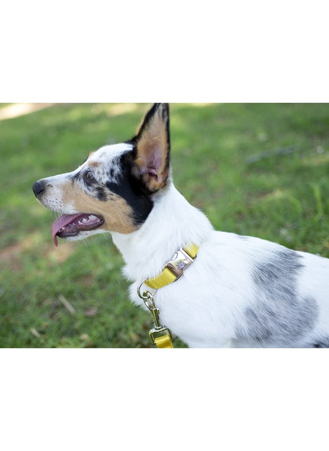 Country Brook Design - Country Brook Petz Premium Nylon Dog Collar with Metal Buckle for Small Medium Large Breeds - Vibrant 30+ Color Selection (Small, 3/4 Inch, Gold) - Image 1