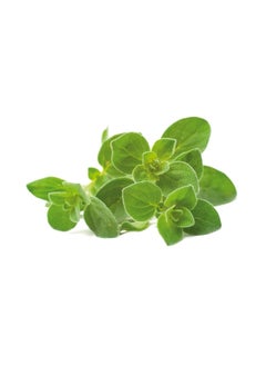 CLICK AND GROW Smart Garden Refill Edible Oregano Seed Pods 8.5 x 5.5 x 20.5 cm SGR31X3  - Image 2