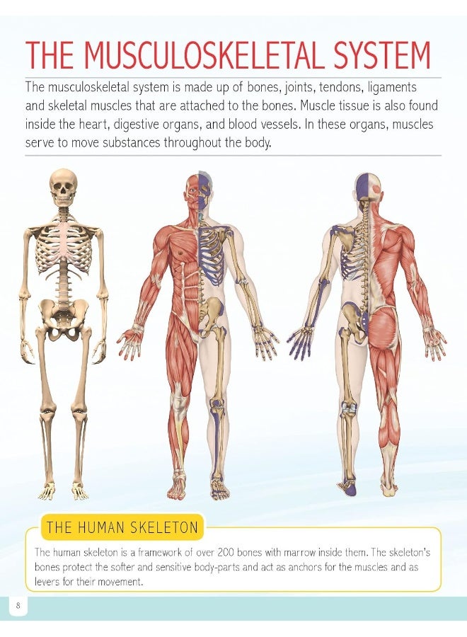 موسوعة جسم الإنسان المصغرة، لجميع الفئات العمرية - Image 3