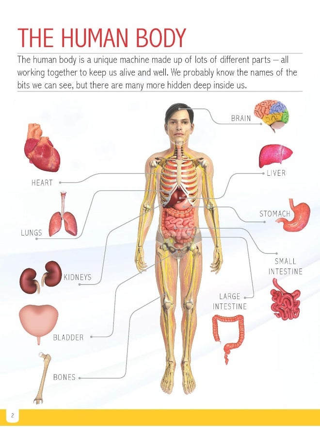 موسوعة جسم الإنسان المصغرة، لجميع الفئات العمرية - Image 2