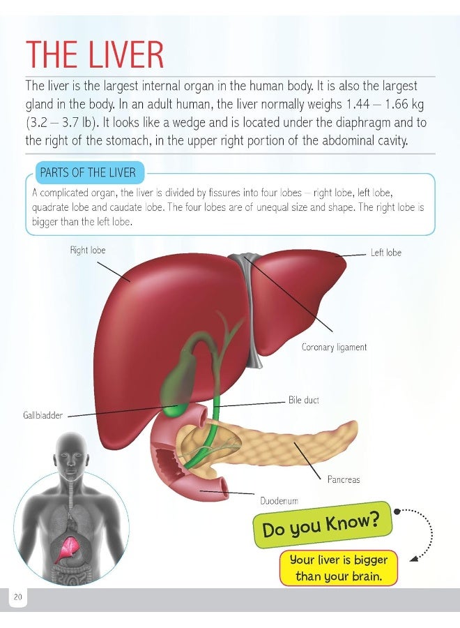 موسوعة جسم الإنسان المصغرة، لجميع الفئات العمرية - Image 4