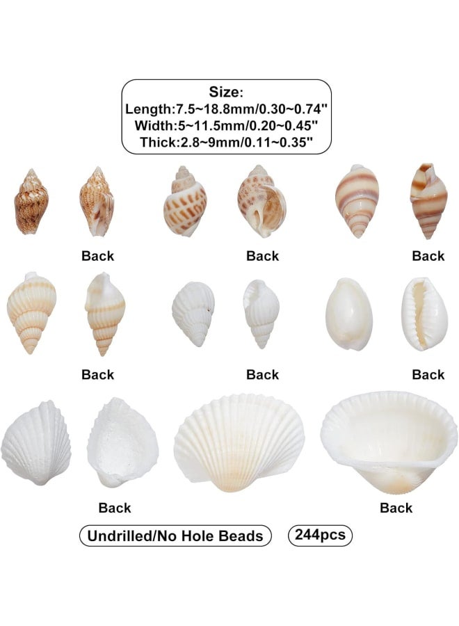 244PCS 8 Styles Natural Conch Shell Beads with Mixed Color No Hole Mixed Ocean Spiral Conch Seashells Charms Beads Natural Cowrie Shell Beads for Decorations Arts Crafts  - Image 2
