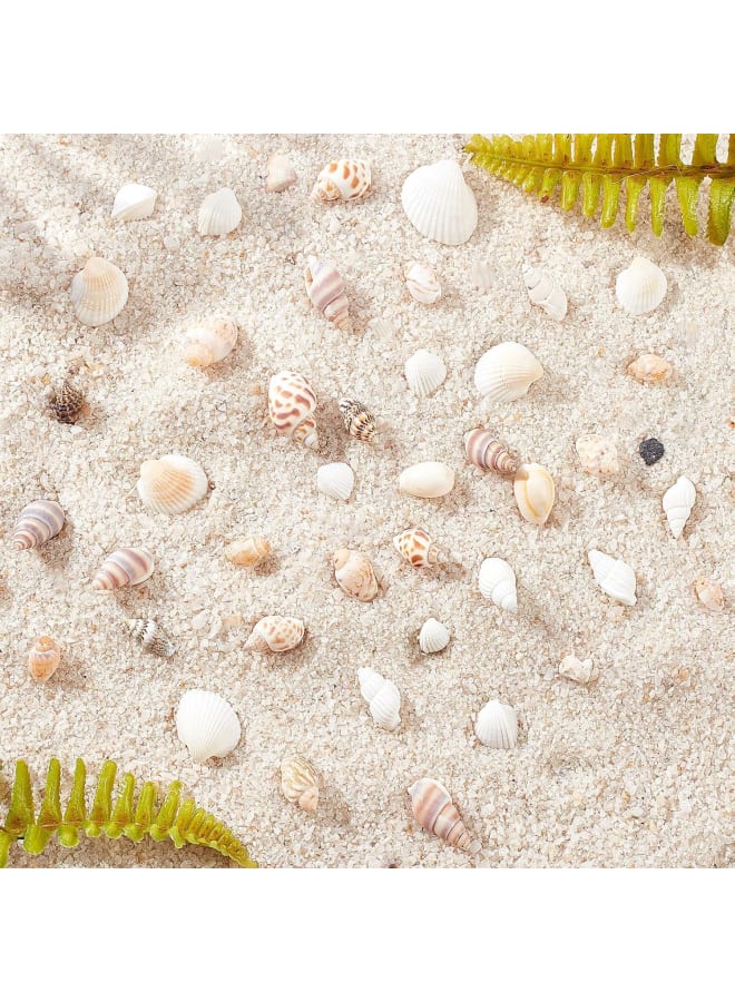 244PCS 8 Styles Natural Conch Shell Beads with Mixed Color No Hole Mixed Ocean Spiral Conch Seashells Charms Beads Natural Cowrie Shell Beads for Decorations Arts Crafts  - Image 4
