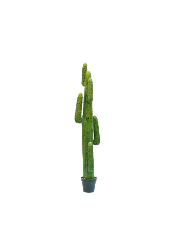 HRT WALL Cactus Cereus round 172cm - green 