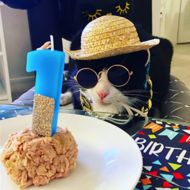 Weewooday 6 Pieces Dog Cat Costume, Pet Sunglasses and Summer Straw Hat with Faux Gold Chain Collar, Classic Funny Pet Accessories for Cat Puppy Small Medium Dog(Cute Style) - Image 5