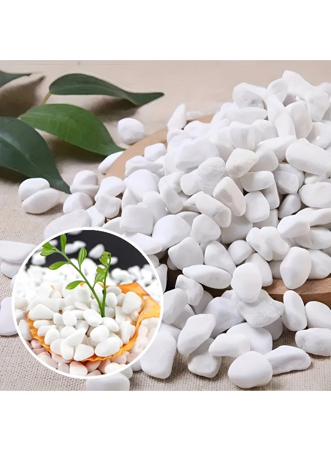 أرابيكو 2.5 رطل من صخور النهر الطبيعية البيضاء، أحجار زخرفية بقياس 1-2 بوصة للنباتات، وتنسيق الحدائق، والمزهريات، وأحواض السمك، والحرف اليدوية، وديكور المنزل، وحصى بيضاء ناعمة للاستخدام الداخلي والخارجي - Image 1