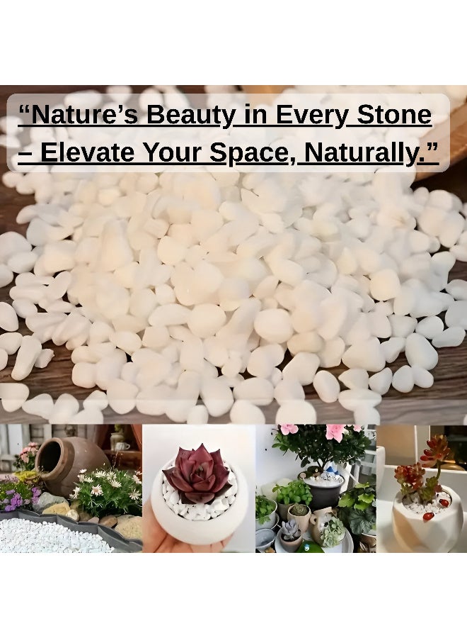 أرابيكو 2.5 رطل من صخور النهر الطبيعية البيضاء، أحجار زخرفية بقياس 1-2 بوصة للنباتات، وتنسيق الحدائق، والمزهريات، وأحواض السمك، والحرف اليدوية، وديكور المنزل، وحصى بيضاء ناعمة للاستخدام الداخلي والخارجي - Image 3