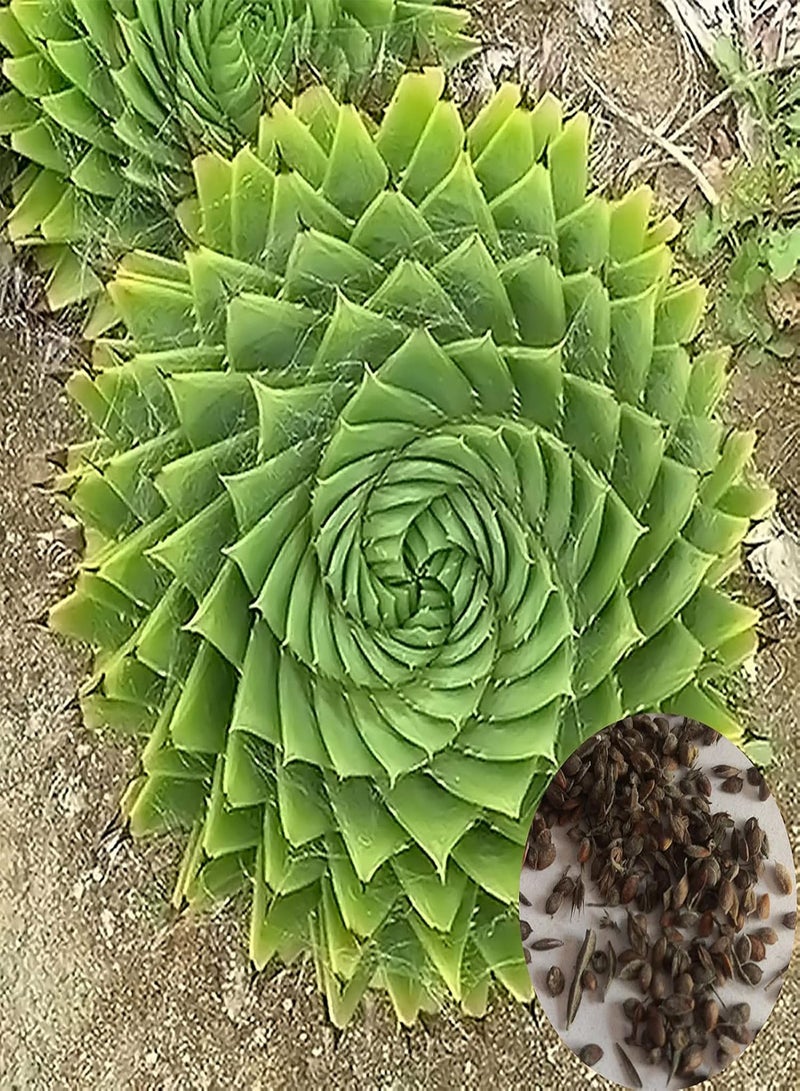 GGOOT Seed for Planting,100Pcs/Bag Aloe Seeds Succulent Fruit Edible Prolific Drought Tolerant Aloe Seeds for Home Spiral Aloe Seeds for Balcony-Aloe Seeds  - Image 5