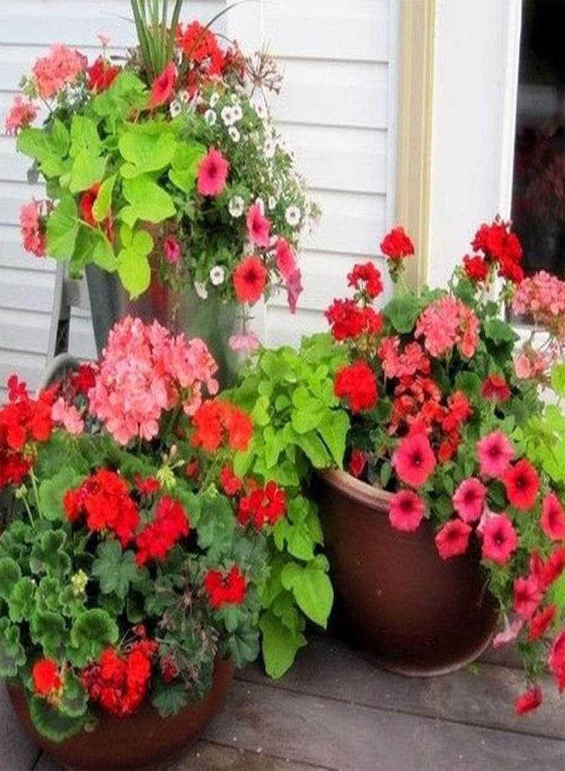 جي جوت بذور نباتات الزهور الخضراء للحديقة، 100 قطعة بذور قزمة، نباتات الزهور، حديقة المنزل، شرفة، بونساي، ديكور الشرفة، بذور هجينة - Image 3