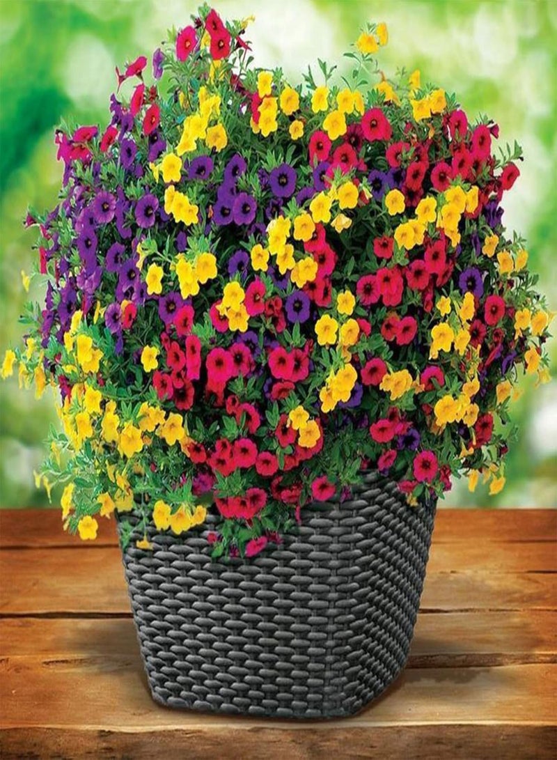 جي جوت بذور نباتات الزهور الخضراء للحديقة، 100 قطعة بذور قزمة، نباتات الزهور، حديقة المنزل، شرفة، بونساي، ديكور الشرفة، بذور هجينة - Image 2