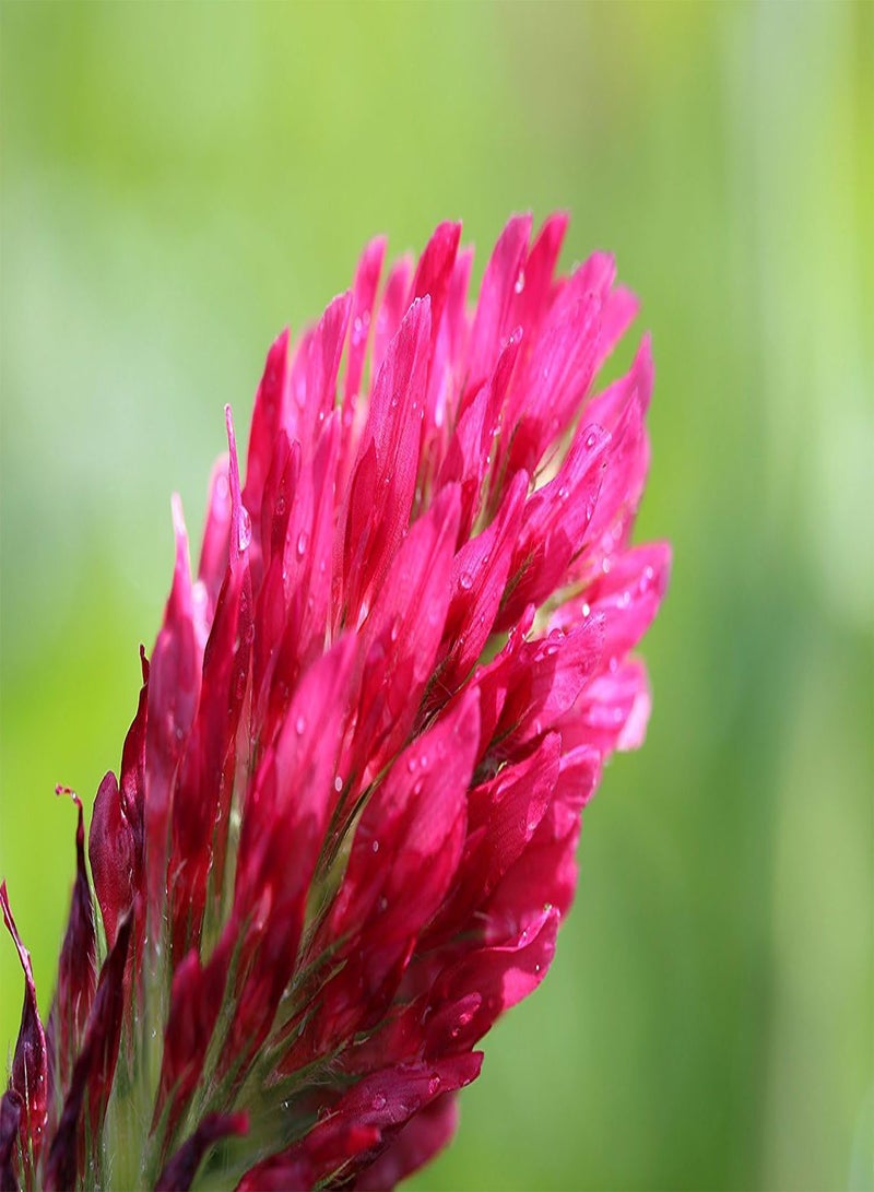 GGOOT Crimson Clover (Nitro Coated) Nice Garden Flower by  20,00 Seeds - Image 2