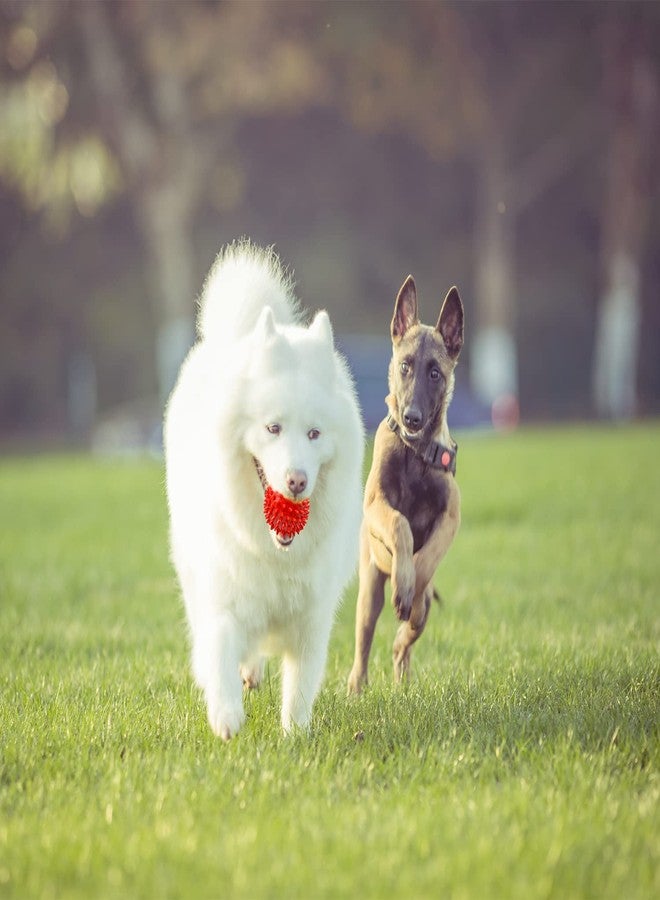 زيبي بوس مجموعة ألعاب الكلاب ZippyPaws: كرة شائكة وكرة مثقوبة، مناسبة للكلاب الصغيرة والمتوسطة والكبيرة. - Image 5