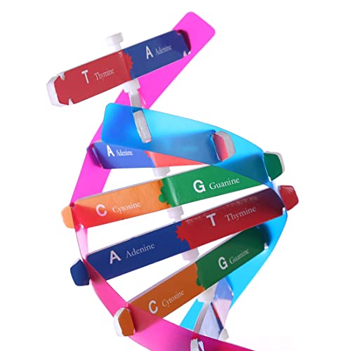 VIUJUH HMANE DNA Models Double Helix Model Components Science Educational Teaching Instrument Toy - Image 5
