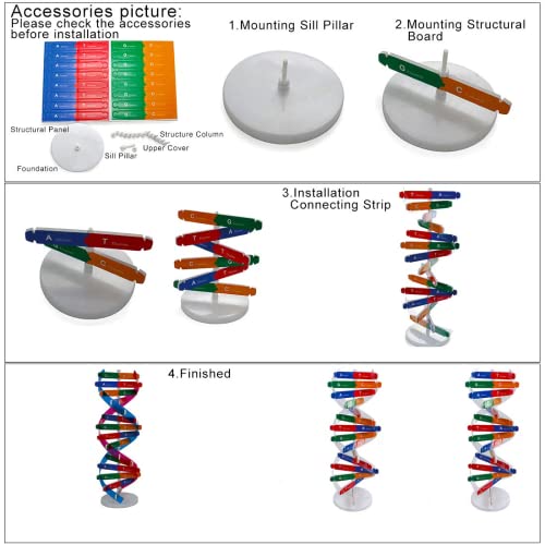 VIUJUH HMANE DNA Models Double Helix Model Components Science Educational Teaching Instrument Toy - Image 4