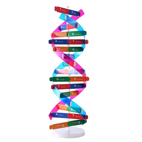 VIUJUH HMANE DNA Models Double Helix Model Components Science Educational Teaching Instrument Toy - Image 1
