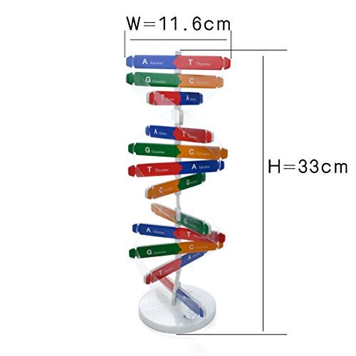 VIUJUH HMANE DNA Models Double Helix Model Components Science Educational Teaching Instrument Toy - Image 2