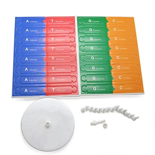 VIUJUH HMANE DNA Models Double Helix Model Components Science Educational Teaching Instrument Toy - Image 3